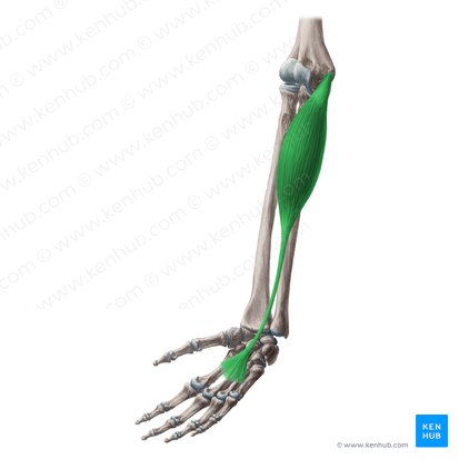 Músculo palmar longo (Musculus palmaris longus); Imagem: Yousun Koh