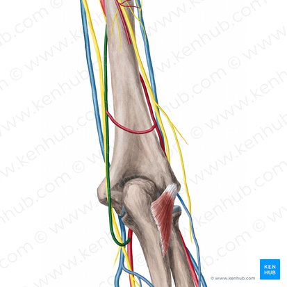 Arteria colateral ulnar superior (Arteria collateralis ulnaris superior); Imagen: Yousun Koh