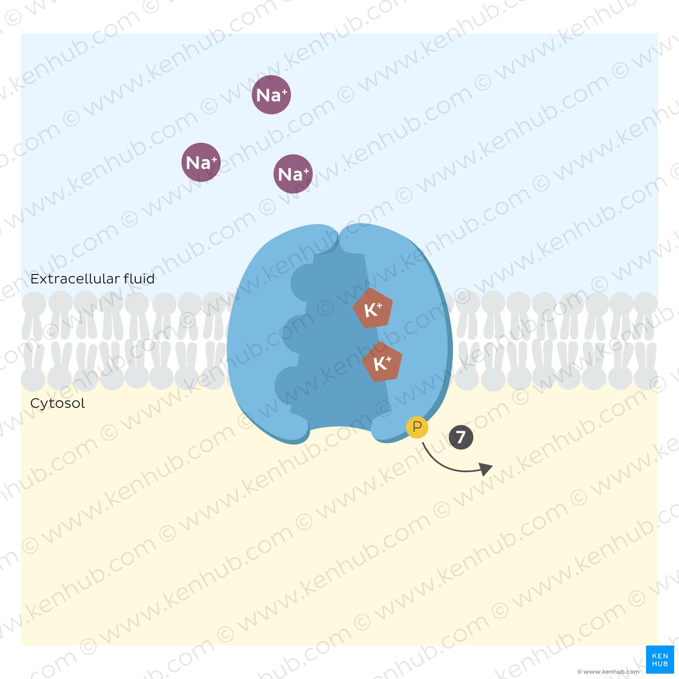 Sodium potassium pump: release of phosphate group