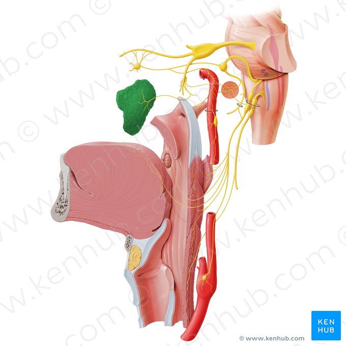 Parotid gland (Glandula parotidea); Image: Paul Kim