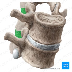 Interspinous ligament (Ligamentum interspinale); Image: Liene Znotina