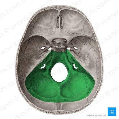 Fosse crânienne postérieure (Fossa posterior cranii); Image : Yousun Koh