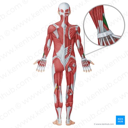 Musculus abductor pollicis longus (Langer Daumenspreizer); Bild: Irina Münstermann