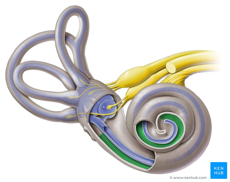 Tympanic duct (Scala tympani) - ventral view
