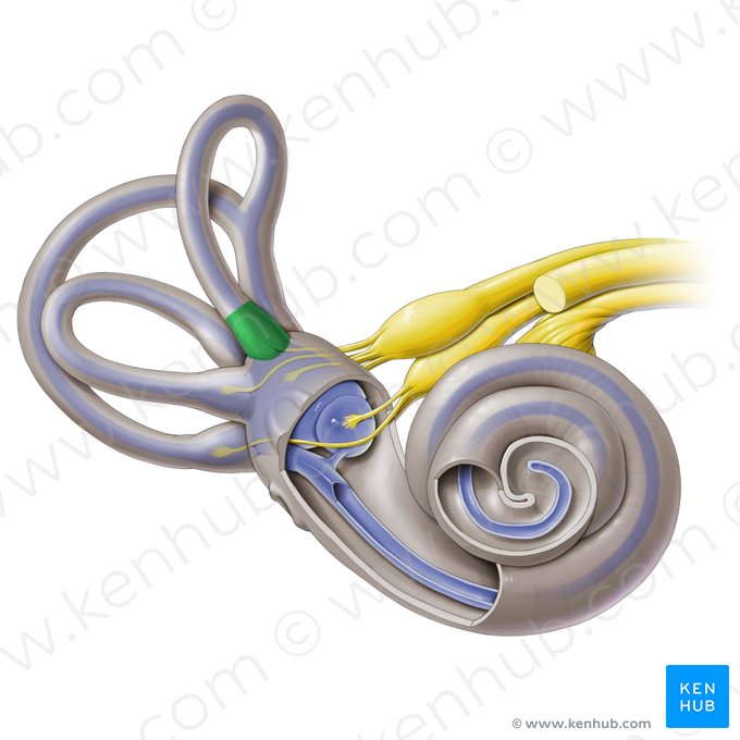Ampulla ossea anterior (Knöcherne Ampulle des vorderen Bogengangs); Bild: Paul Kim