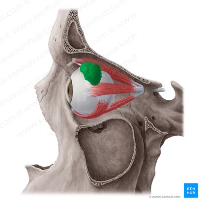 Glândula lacrimal (Glandula lacrimalis); Imagem: Yousun Koh