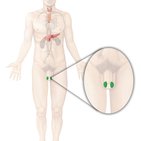 Development of the reproductive system