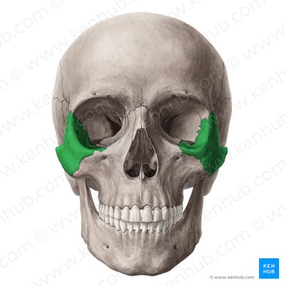 Zygomatic bone (Os zygomaticum); Image: Yousun Koh