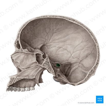 Meatus acusticus internus (Innerer Gehörgang); Bild: Yousun Koh