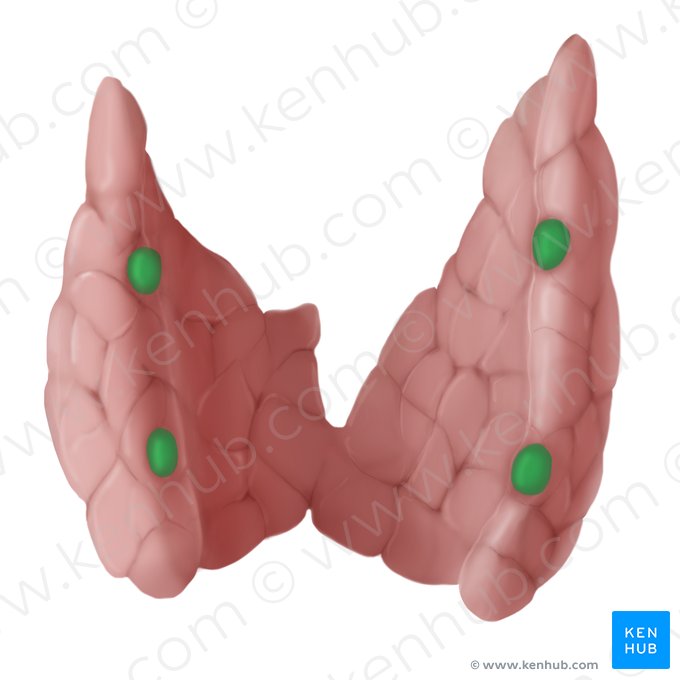 Parathyroid gland (Glandula parathyroidea); Image: Begoña Rodriguez