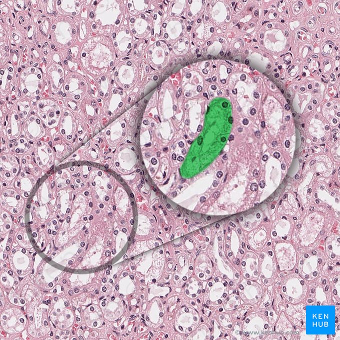 Connecting tubule (Tubulus reuniens); Image: 