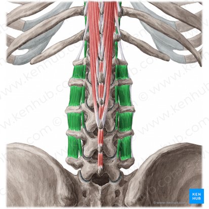 Músculos intertransversários lombares (Musculi intertransversarii lumborum); Imagem: Yousun Koh