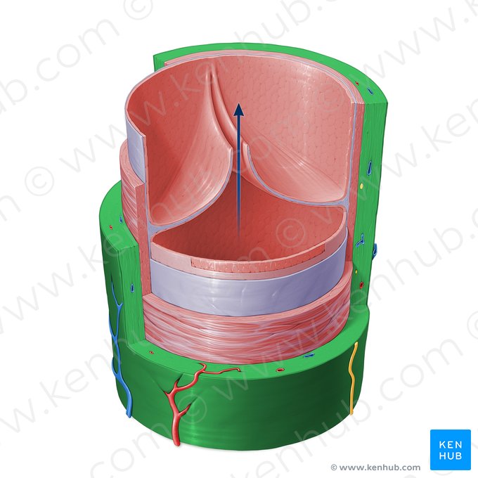 Túnica externa de la vena (Tunica externa venae); Imagen: Paul Kim