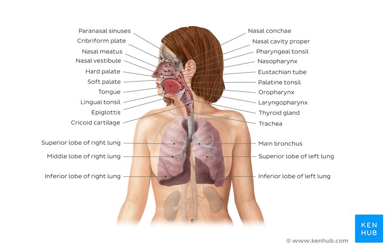 All the main parts of the respiratory system, labeled