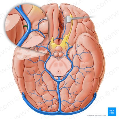 Vena coroidea inferior (Vena choroidea inferior); Imagen: Paul Kim