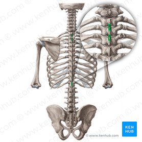 Músculo interespinal do tórax (Musculi interspinales thoracis); Imagem: Yousun Koh