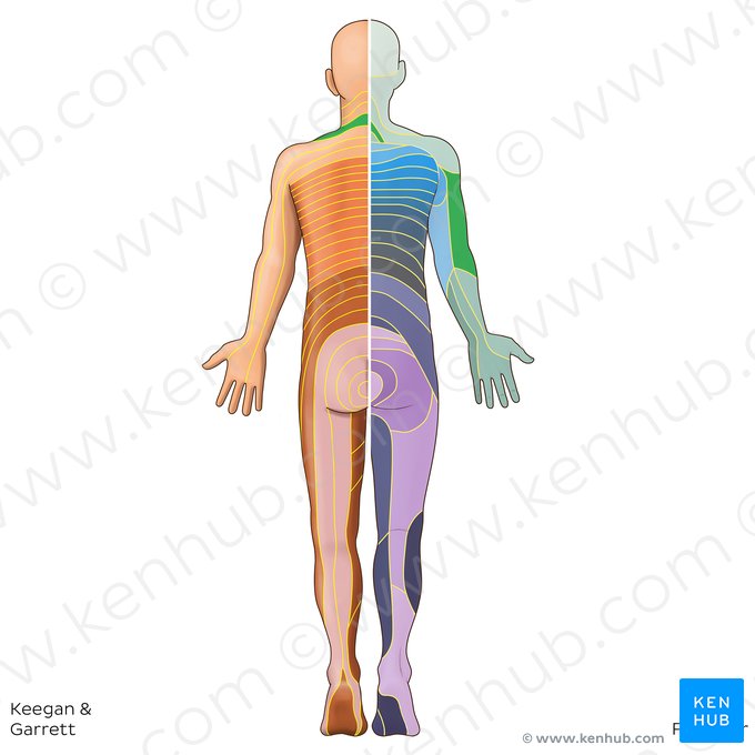 C5 dermatome (Dermatoma C5); Image: Irina Münstermann