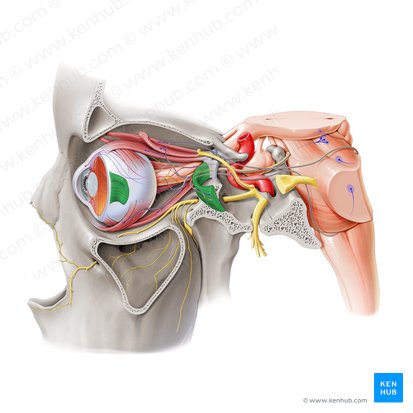 Musculus rectus lateralis (Seitlicher gerader Augenmuskel); Bild: Paul Kim