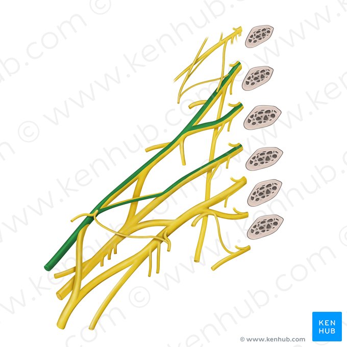 Musculocutaneous nerve (Nervus musculocutaneus); Image: Begoña Rodriguez