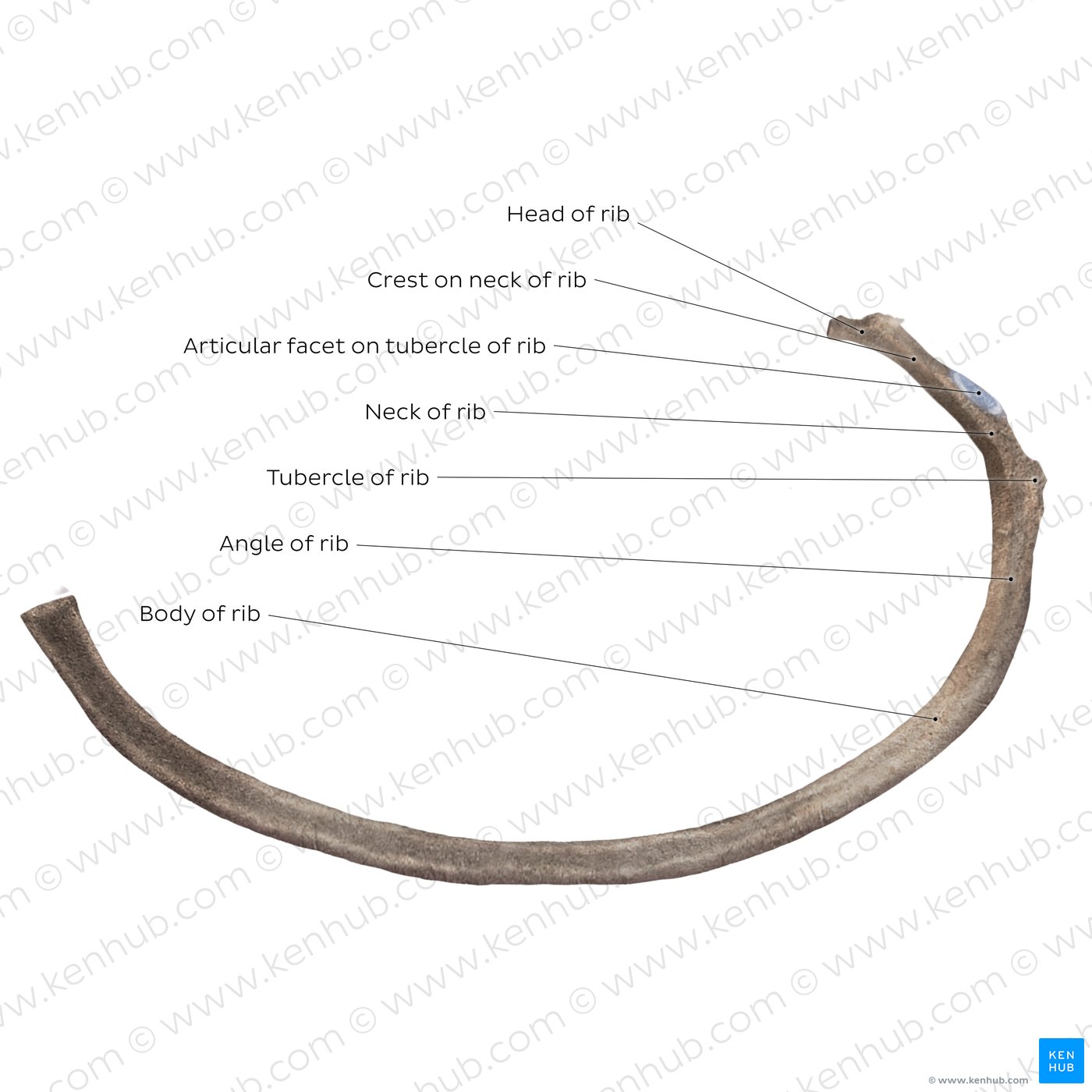 Chart For Ribs