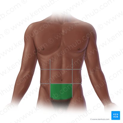 Hypogastric region (Regio hypogastrica); Image: Paul Kim