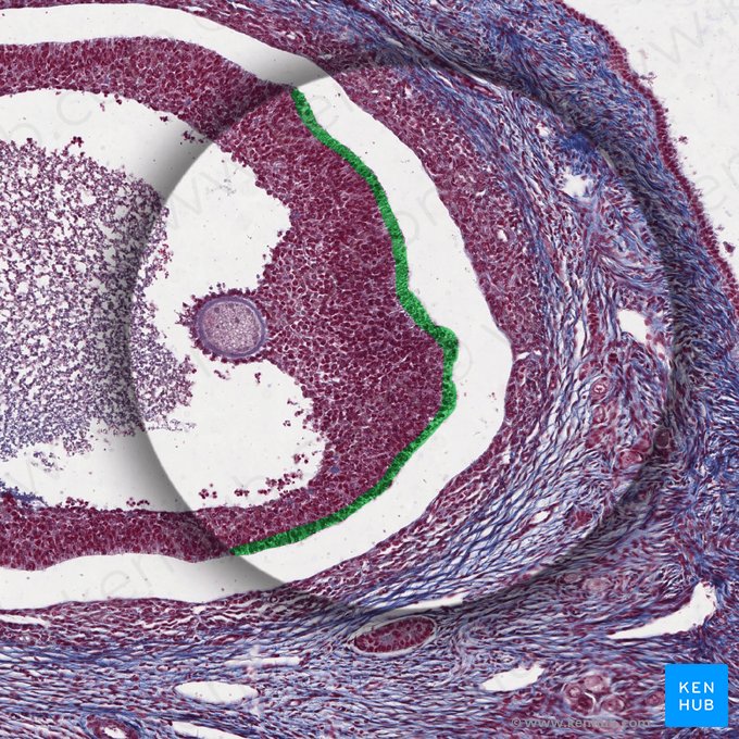 Basement membrane (Membrana basalis); Image: 