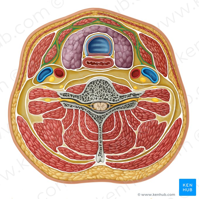 Fascia pretraqueal (Fascia infrahyoidea); Imagen: Irina Münstermann