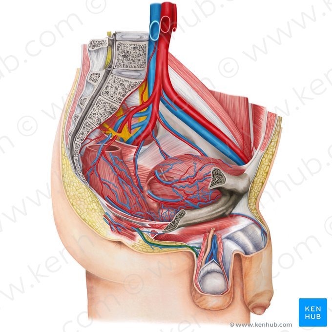 Posterior scrotal arteries (Arteriae scrotales posteriores); Image: Irina Münstermann