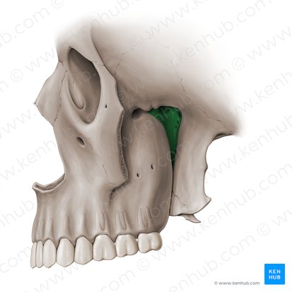 Pterygopalatine fossa (Fossa pterygopalatina); Image: Paul Kim