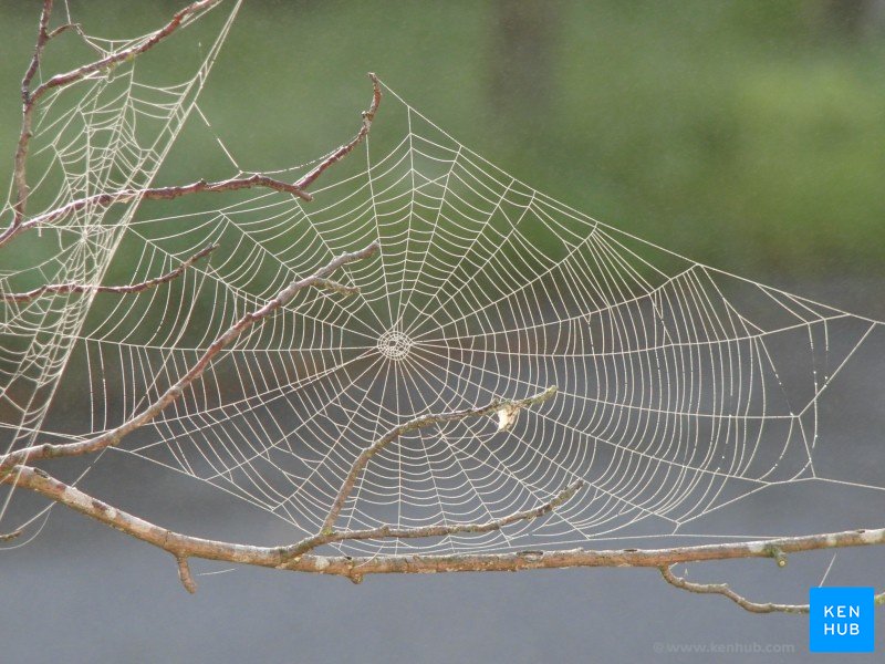 'Web of knowledge'