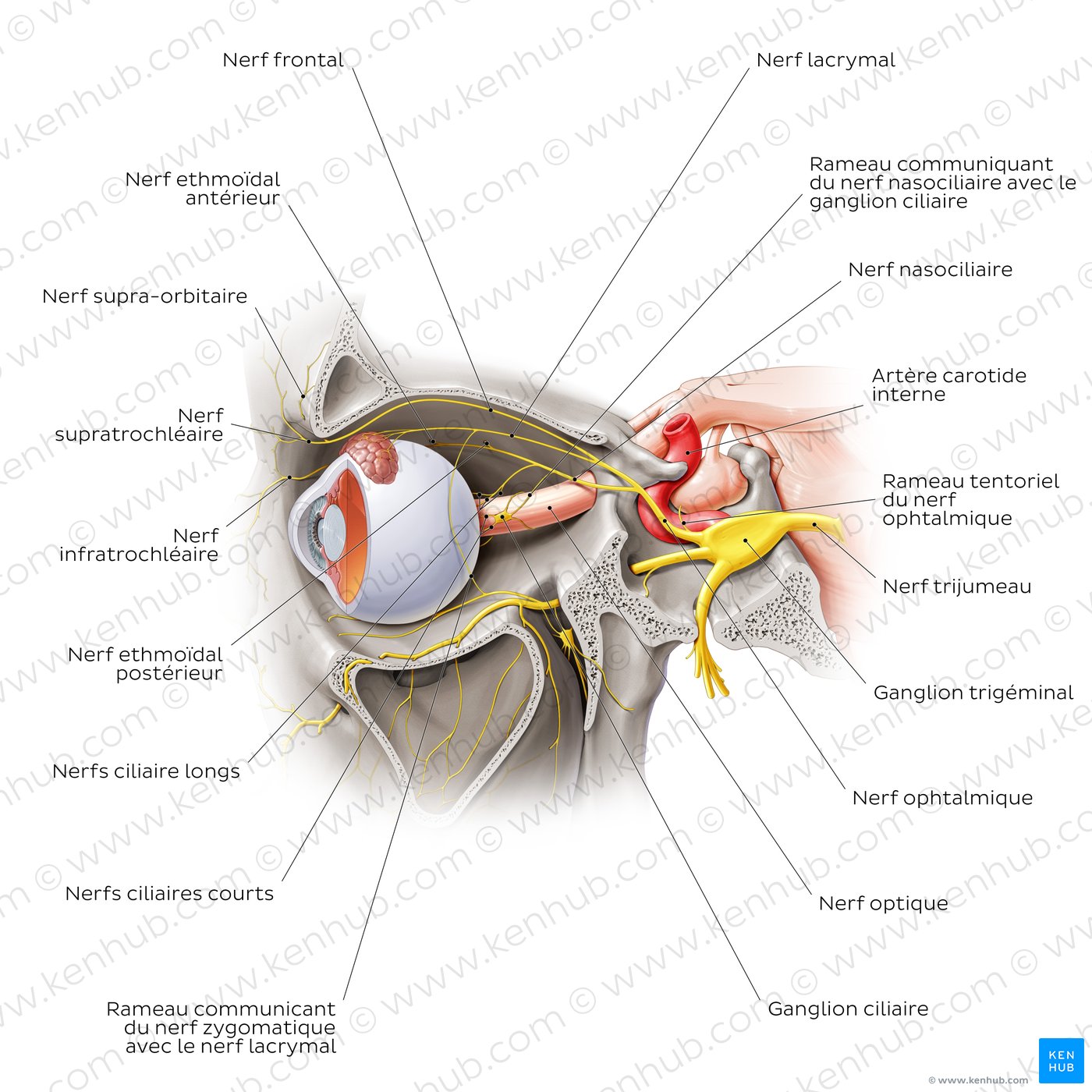 Ophthalmic nerve