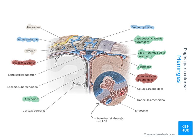 Aprendiendo anatomía con un cuaderno para colorear