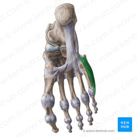Músculo oponente del quinto dedo del pie (Musculus opponens digiti minimi pedis); Imagen: Yousun Koh