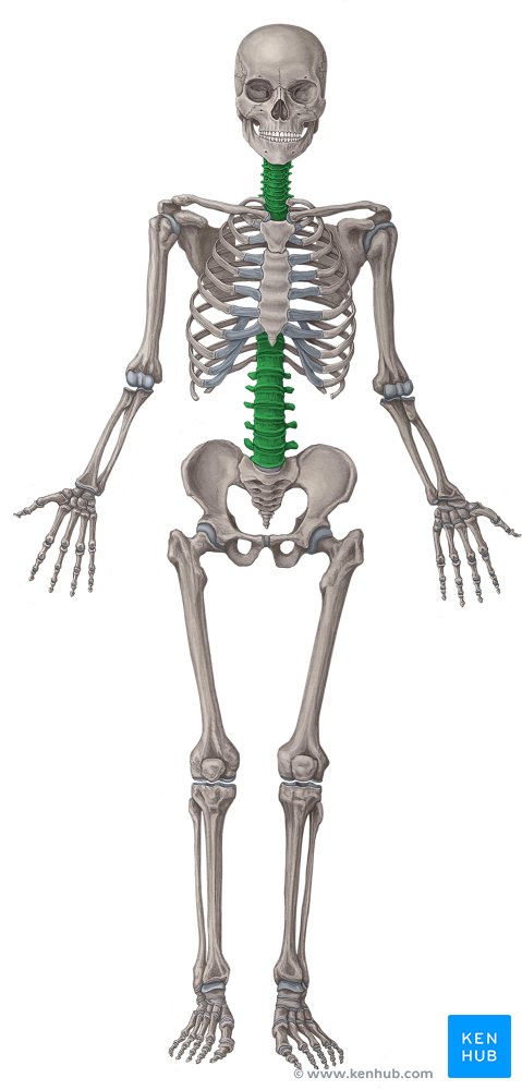 Coluna vertebral (verde) - vista anterior