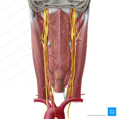 Nervus laryngeus recurrens dexter (Rechter rückläufiger Kehlkopfnerv); Bild: Yousun Koh