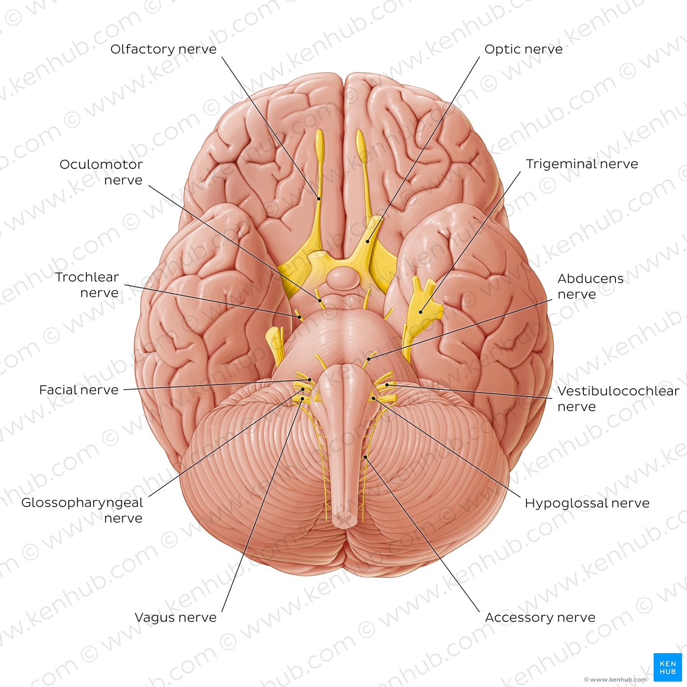 An overview image which shows all the 12 cranial nerves with labels