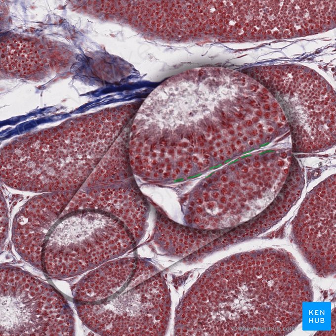 Célula mioide peritubular (Cellula myoidea peritubularis); Imagen: 