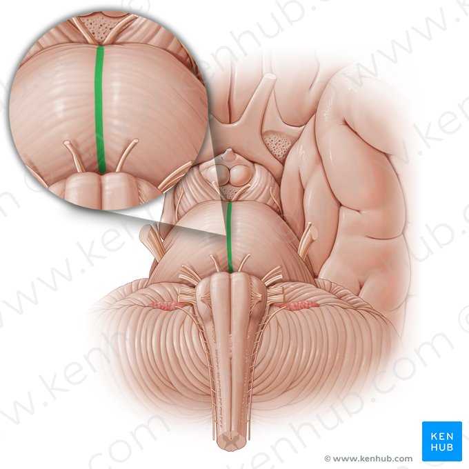 Sillon basilaire (Sulcus basilaris); Image : Paul Kim