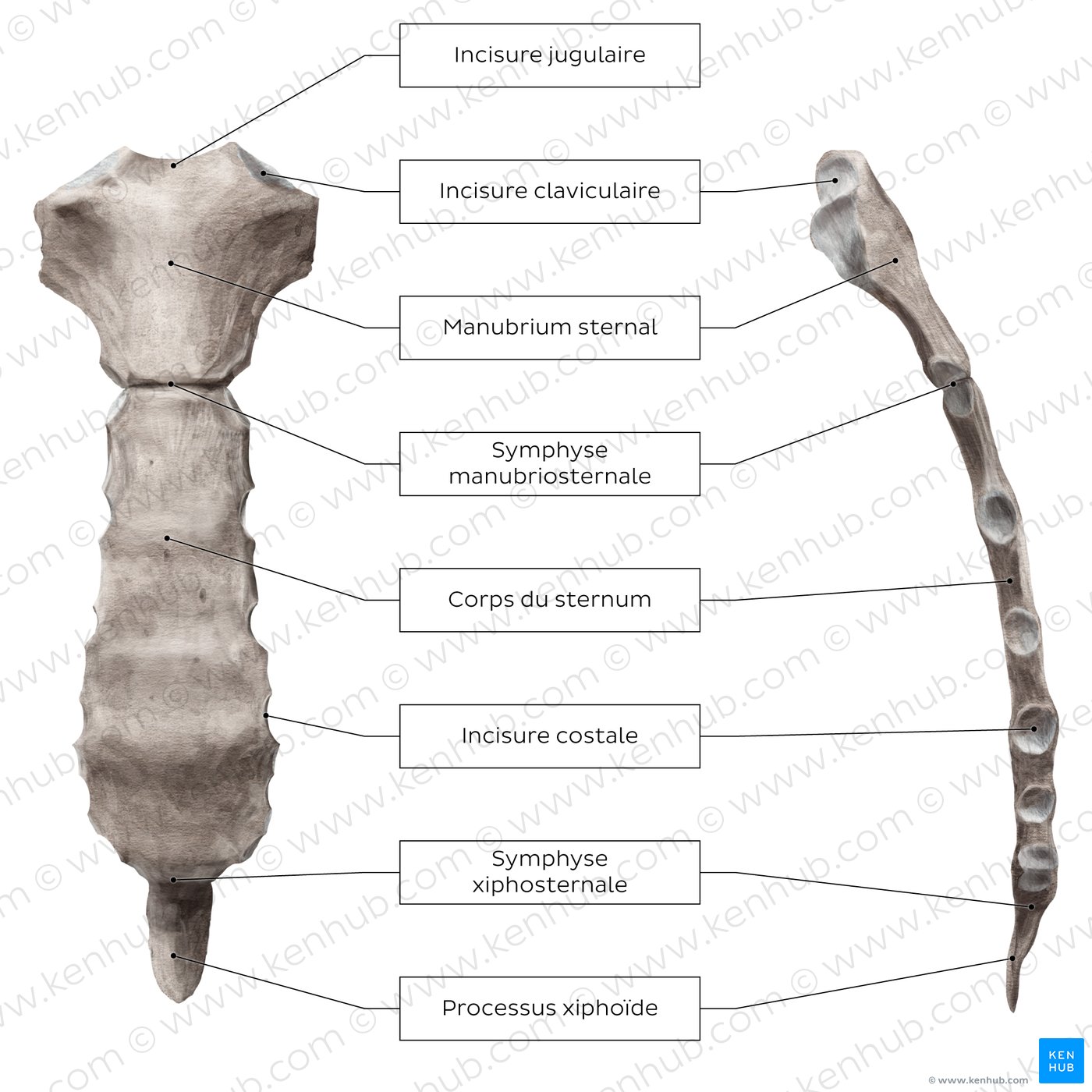[Sternum (schéma)