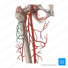 Transverse branch of lateral circumflex femoral artery (Ramus transversus arteriae circumflexae lateralis femoris); Image: Rebecca Betts