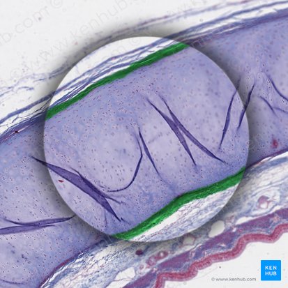 Pericôndrio (Perichondrium); Imagem: 