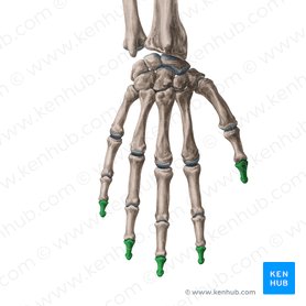 Falange distal da mão (Phalanx distalis manus); Imagem: Yousun Koh