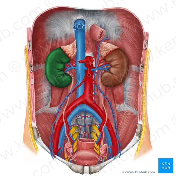 Right kidney (Ren dexter); Image: Irina Münstermann