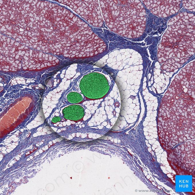 Ramo de nervo periférico (Ramus nervi peripheralis); Imagem: 