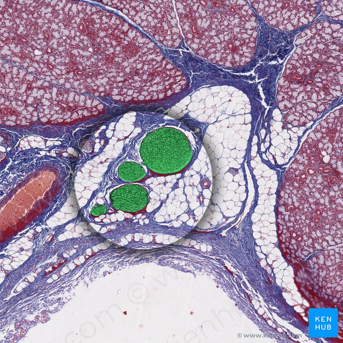 Ramus nervi peripheralis (Ast des peripheren Nervs); Bild: 