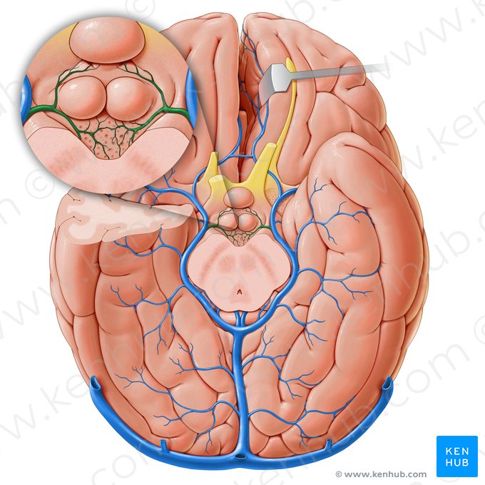 Veia interpeduncular (Venae interpedunculares); Imagem: Paul Kim