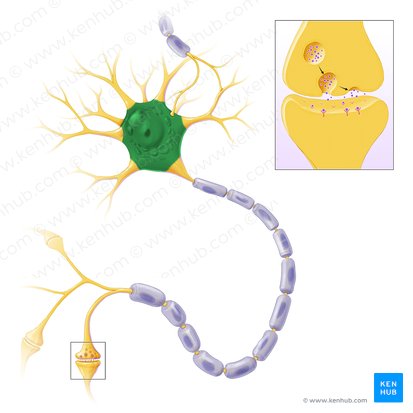 Cuerpo celular de la neurona (Soma); Imagen: Paul Kim