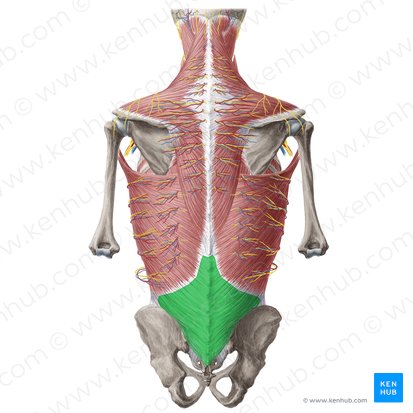 Fascia toracolumbar (Fascia thoracolumbalis); Imagen: Yousun Koh