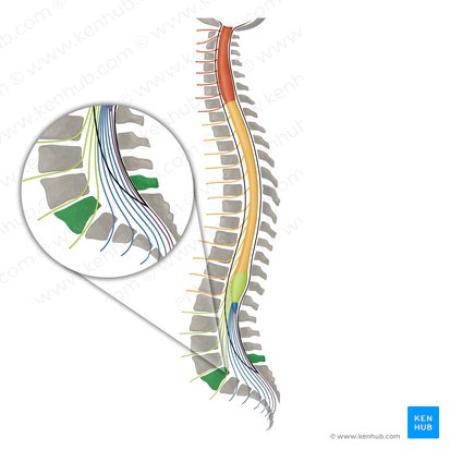 Vertebra L5 (Wirbel L5); Bild: Irina Münstermann
