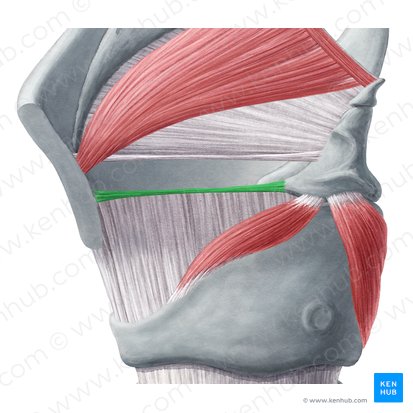 Ligamentum vocale (Stimmband); Bild: Yousun Koh